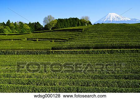 Stock Photo - Morning view of Mount Fuji and tea plantation on a clear day, Shizuoka Prefecture, Japan. Fotosearch