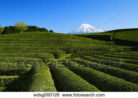 Morning view of Mount Fuji and tea plantation on a clear day, Shizuoka Prefecture, Japan View Large Photo Image Stock Photograph - Morning view of Mount Fuji and tea plantation on a clear day, Shizuoka Prefecture, Japan. Fotosearch