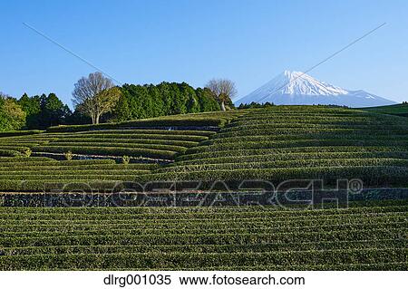 Stock Photography - Morning view of Mount Fuji and tea plantation on a clear day, Shizuoka Prefecture, Japan. Fotosearch