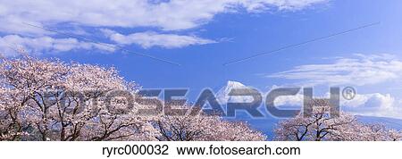 Mount Fuji and cherry blossoms, Shizuoka Prefecture, Japan View Large Photo Image Stock Image - Mount Fuji and cherry blossoms, Shizuoka Prefecture, Japan. Fotosearch