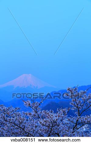 Mount Fuji and cherry blossoms, Yamanashi Prefecture, Japan View Large Photo Image Stock Image - Mount Fuji and cherry blossoms, Yamanashi Prefecture, Japan. Fotosearch