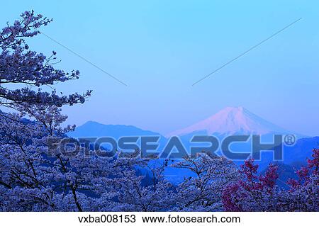 Mount Fuji and cherry blossoms, Yamanashi Prefecture, Japan View Large Photo Image Stock Image - Mount Fuji and cherry blossoms, Yamanashi Prefecture, Japan. Fotosearch