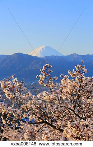 Mount Fuji and cherry blossoms, Yamanashi Prefecture, Japan View Large Photo Image Stock Photo - Mount Fuji and cherry blossoms, Yamanashi Prefecture, Japan. Fotosearch