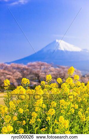 Mount Fuji and cherry blossoms, Shizuoka Prefecture, Japan View Large Photo Image Stock Photograph - Mount Fuji and cherry blossoms, Shizuoka Prefecture, Japan. Fotosearch