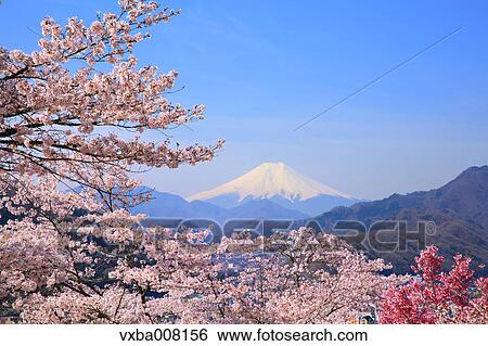 Mount Fuji and cherry blossoms, Yamanashi Prefecture, Japan View Large Photo Image Stock Photograph - Mount Fuji and cherry blossoms, Yamanashi Prefecture, Japan. Fotosearch