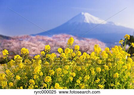 Stock Photography - Mount Fuji and cherry blossoms, Shizuoka Prefecture, Japan. Fotosearch