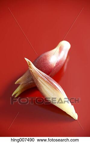 Stock Image - Myoga. Fotosearch