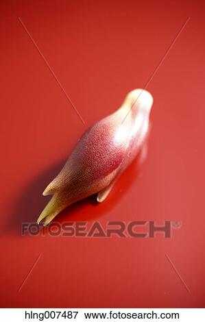 Stock Photo - Myoga. Fotosearch