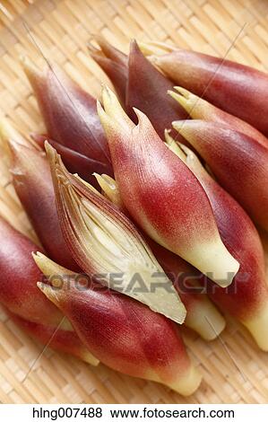 Stock Photo - Myoga. Fotosearch