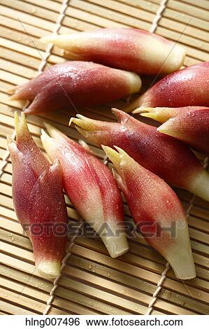 Stock Photograph - Myoga. Fotosearch