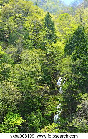 Oizumizawa Waterfall, Nagano Prefecture, Japan View Large Photo Image Stock Photo - Oizumizawa Waterfall, Nagano Prefecture, Japan. Fotosearch
