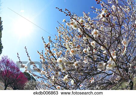 Plum blossoms, Japan View Large Photo Image Stock Image - Plum blossoms, Japan. Fotosearch