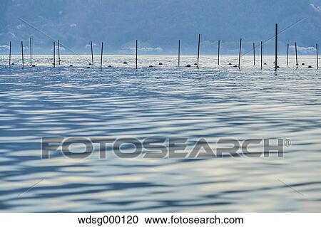 Stock Image - Poles in the water at Lake Biwa, Shiga Prefecture, Japan. Fotosearch