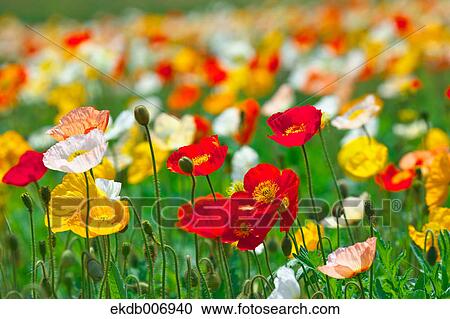 Poppy field, Saitama Prefecture, Japan View Large Photo Image Stock Image - Poppy field, Saitama Prefecture, Japan. Fotosearch