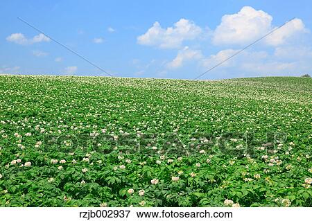 Potato field, Hokkaido, Japan View Large Photo Image Stock Photo - Potato field, Hokkaido, Japan. Fotosearch