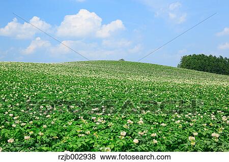 Potato field, Hokkaido, Japan View Large Photo Image Stock Photo - Potato field, Hokkaido, Japan. Fotosearch
