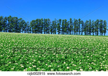 Potato field, Hokkaido, Japan View Large Photo Image Stock Photography - Potato field, Hokkaido, Japan. Fotosearch