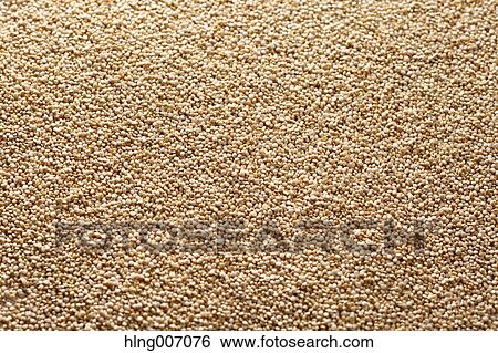 Quinoa View Large Photo Image Stock Photograph - Quinoa. Fotosearch
