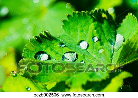 Raindrops on a leaf View Large Photo Image Stock Photograph - Raindrops on a leaf. Fotosearch