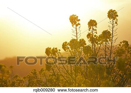Stock Image - Rapeseed flowers in the sun, Kanagawa Prefecture, Japan. Fotosearch