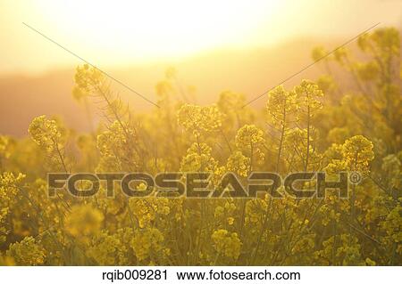 Rapeseed flowers in the sun, Kanagawa Prefecture, Japan View Large Photo Image Stock Image - Rapeseed flowers in the sun, Kanagawa Prefecture, Japan. Fotosearch
