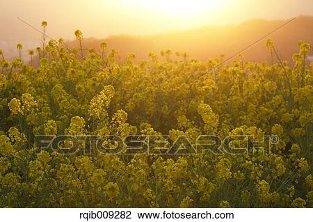 Rapeseed flowers in the sun, Kanagawa Prefecture, Japan View Large Photo Image Stock Image - Rapeseed flowers in the sun, Kanagawa Prefecture, Japan. Fotosearch