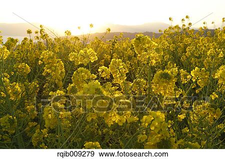 Stock Photo - Rapeseed flowers in the sun, Kanagawa Prefecture, Japan. Fotosearch