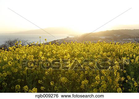 Rapeseed flowers in the sun, Kanagawa Prefecture, Japan View Large Photo Image Stock Photograph - Rapeseed flowers in the sun, Kanagawa Prefecture, Japan. Fotosearch