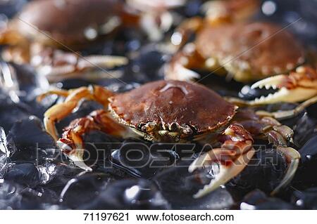 Stock Image - Raw crab. Fotosearch