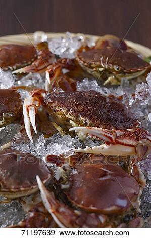 Raw crab View Large Photo Image Stock Photo - Raw crab. Fotosearch