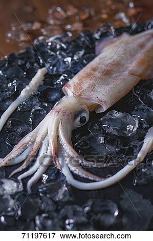 Stock Photo - Raw squid. Fotosearch