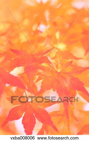 Red maple leaves View Large Photo Image Stock Photograph - Red maple leaves. Fotosearch
