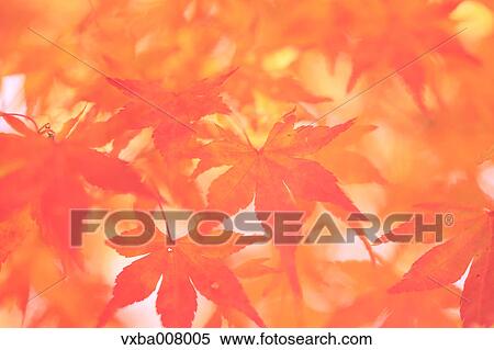 Red maple leaves View Large Photo Image Stock Photography - Red maple leaves. Fotosearch