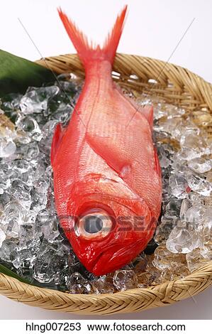 Red Snapper View Large Photo Image Stock Image - Red Snapper. Fotosearch