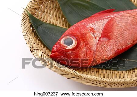 Red Snapper View Large Photo Image Stock Photo - Red Snapper. Fotosearch