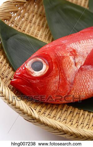 Red Snapper View Large Photo Image Stock Photo - Red Snapper. Fotosearch
