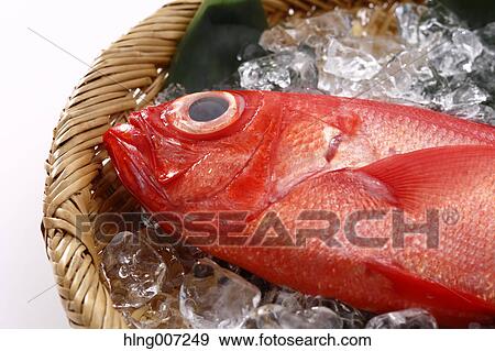 Red Snapper View Large Photo Image Stock Photo - Red Snapper. Fotosearch