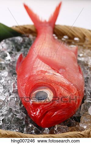 Red Snapper View Large Photo Image Stock Photograph - Red Snapper. Fotosearch