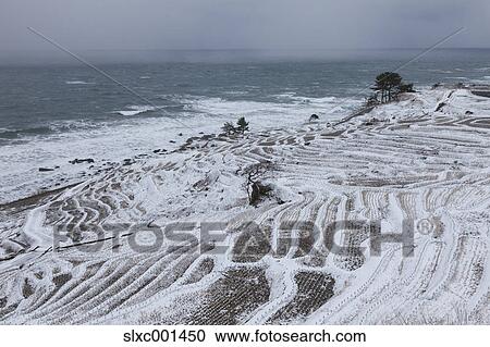 Rice paddies covered in snow, Ishikawa Prefecture, Japan View Large Photo Image Stock Image - Rice paddies covered in snow, Ishikawa Prefecture, Japan. Fotosearch