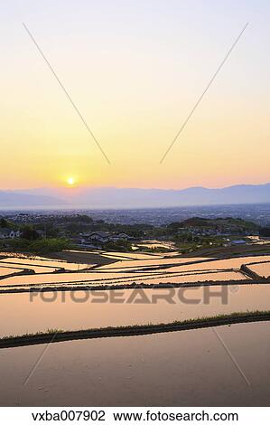Rice Paddies, Yamanashi Prefecture, Japan View Large Photo Image Stock Image - Rice Paddies, Yamanashi Prefecture, Japan. Fotosearch