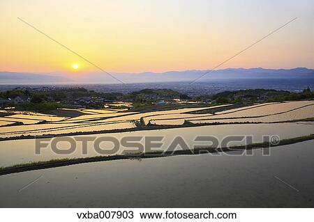 Rice Paddies, Yamanashi Prefecture, Japan View Large Photo Image Stock Image - Rice Paddies, Yamanashi Prefecture, Japan. Fotosearch