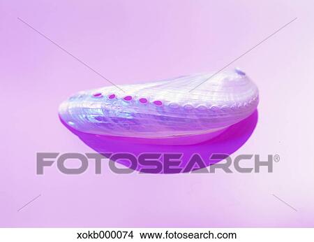 Sea shell View Large Photo Image Picture - Sea shell. Fotosearch