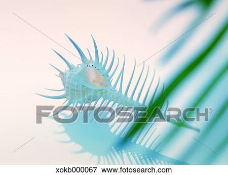 Sea shell View Large Photo Image Stock Photo - Sea shell. Fotosearch
