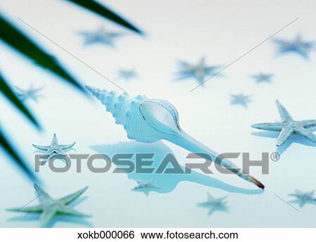 Sea shell View Large Photo Image Stock Photograph - Sea shell. Fotosearch