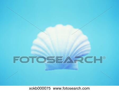 Sea shell View Large Photo Image Stock Photography - Sea shell. Fotosearch