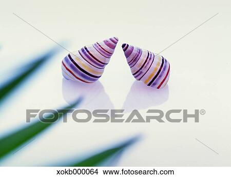 Sea shells View Large Photo Image Picture - Sea shells. Fotosearch