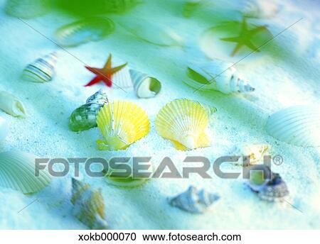 Stock Image - Sea shells. Fotosearch