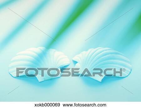 Stock Photo - Sea shells. Fotosearch