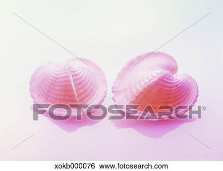 Sea shells View Large Photo Image Stock Photograph - Sea shells. Fotosearch