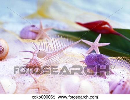 Stock Photography - Sea shells. Fotosearch